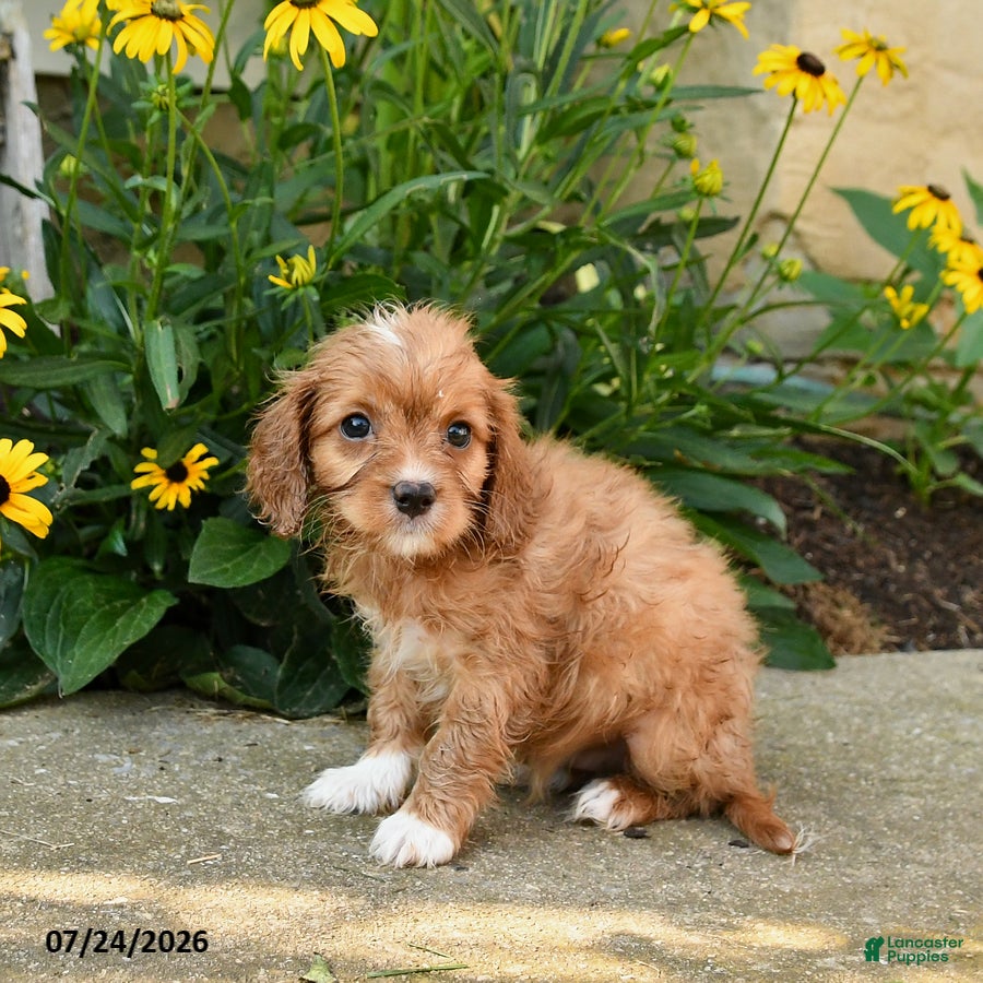 Cavapoo dogs Toby - Ad 2