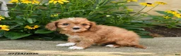 Cavapoo dogs for sale: Toby - Ad 2