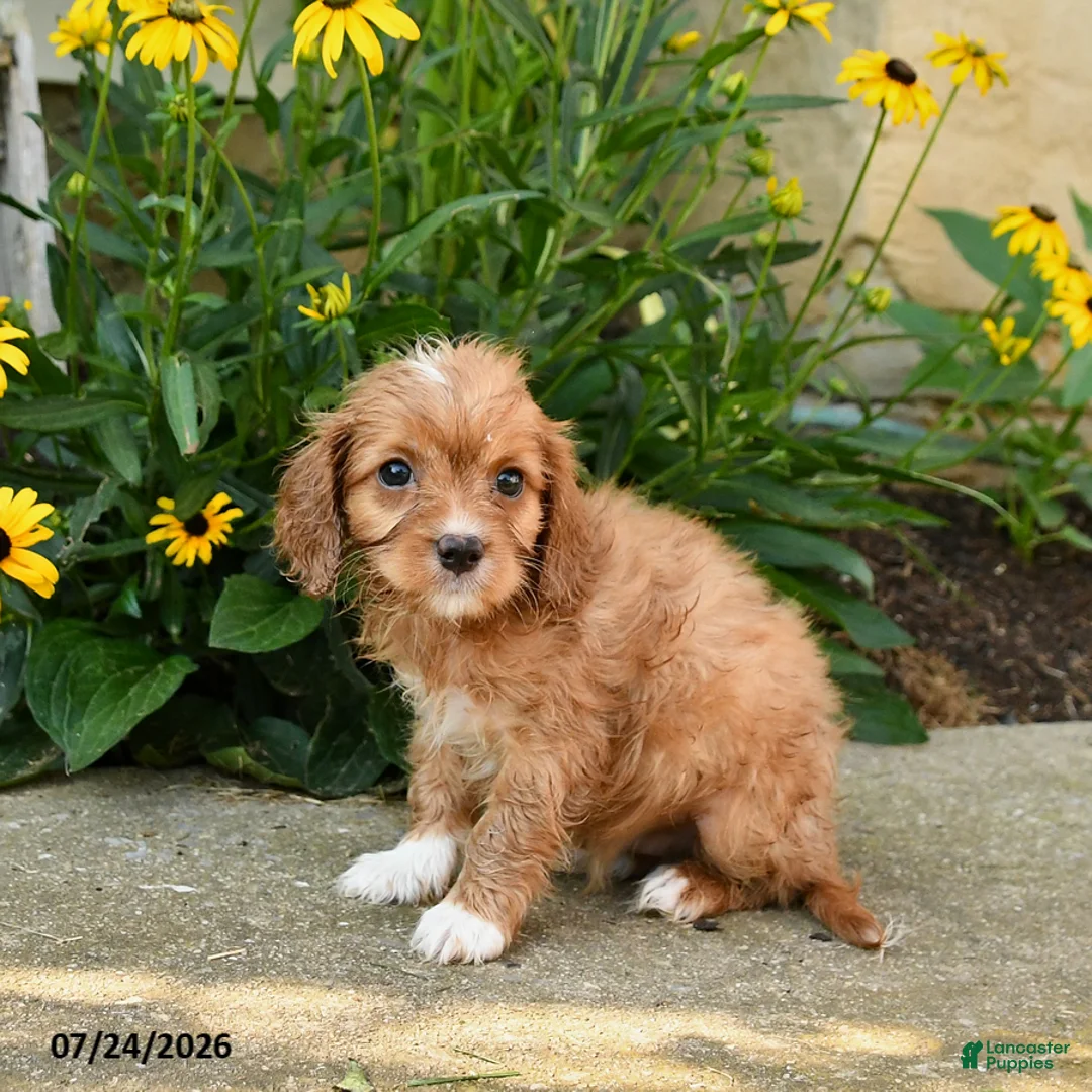Cavapoo dogs for sale: Toby - Ad 2