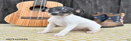 Toy Fox Terrier dogs for sale: Bingo - Ad 3