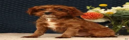 Cavapoo dogs for sale: Isaac - Ad 8