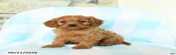 Cavapoo dogs for sale: Jude - Ad 1