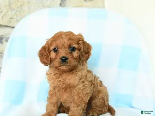 Cavapoo dogs for sale: Jude - Ad 2