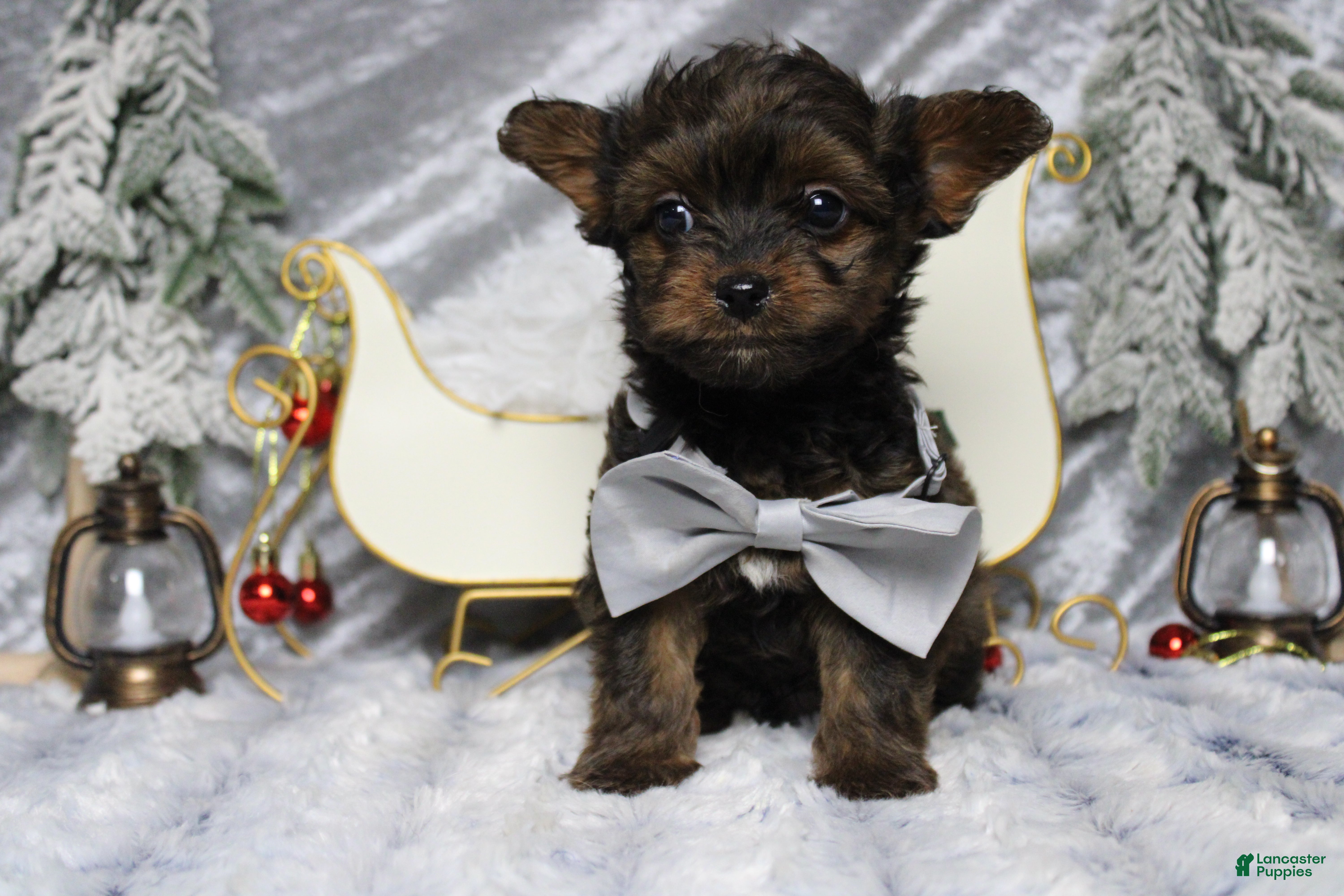 Yorkiepoo dogs Maize - Ad 34