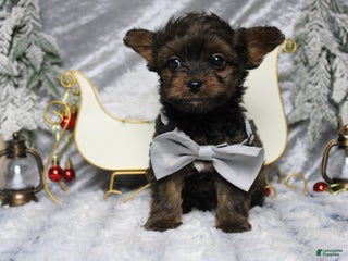 Yorkiepoo dogs Maize - Ad 4