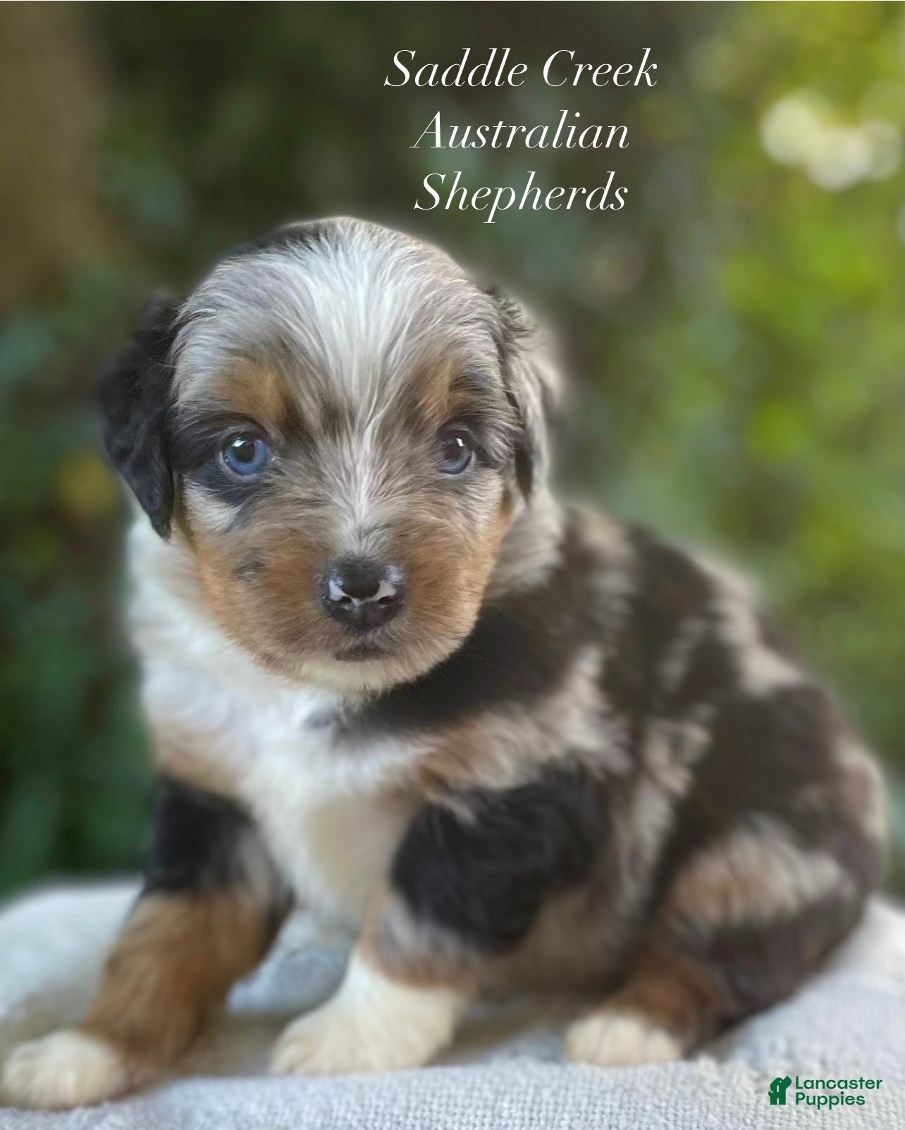 Australian Shepherd dogs Australian Shepherd 1 - Ad 1
