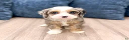 Cavapoo dogs for sale: Penny - Ad 7