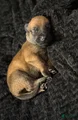 Belgian Malinois Puppy 4