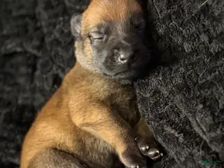 Belgian Malinois dogs for sale: Belgian Malinois Puppy 4 - Ad 1