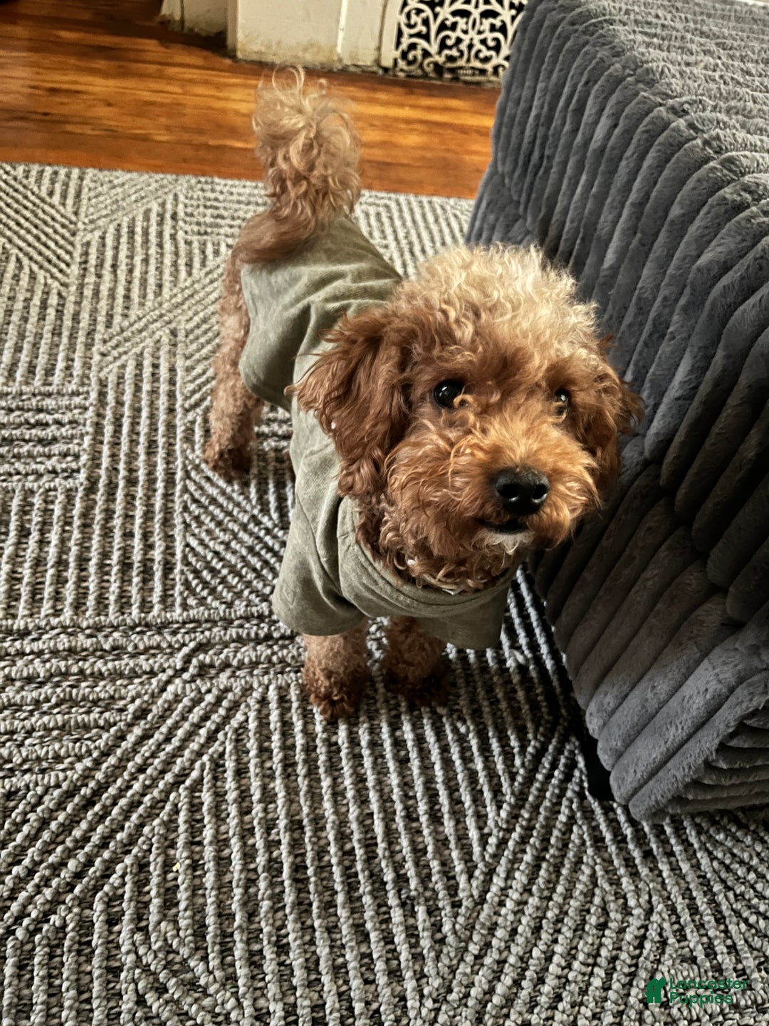 Mini Goldendoodle dogs for sale: Mini Goldendoodle Puppy 1 - Ad 3