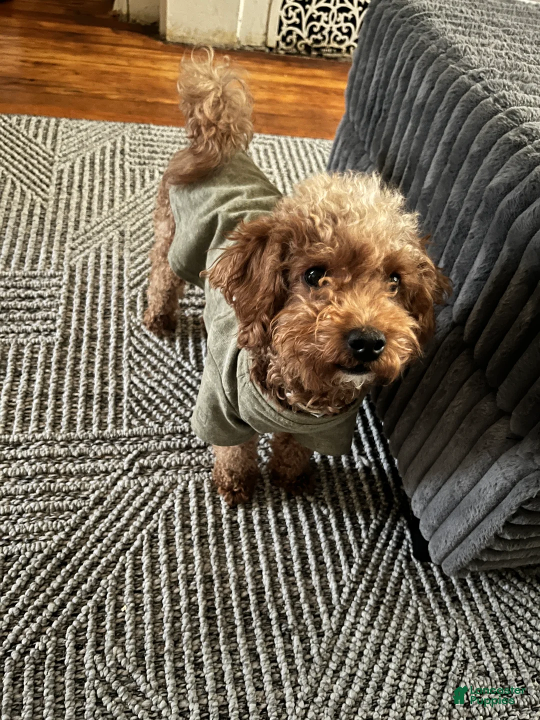 Mini Goldendoodle dogs for sale: Mini Goldendoodle Puppy 1 - Ad 3