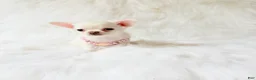 Chihuahua dogs for sale: Liam - Ad 10
