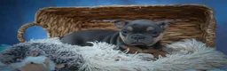 Frenchton dogs for sale: Peaches 🍑 — A Charming F2 Frenchton Puppy! - Ad 8