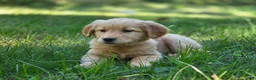 Golden Retriever dogs for sale: Meg Golden Retriever  - Ad 8