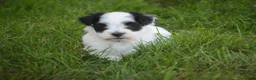 Havanese dogs for sale: Libby Havanese  - Ad 18