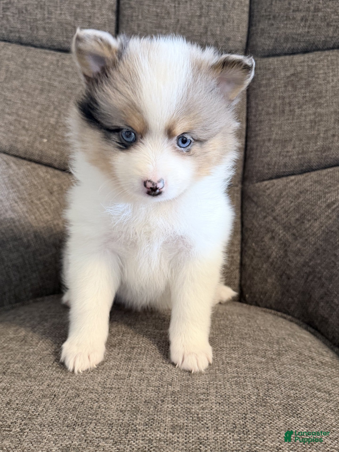 Pomsky dogs jax - Ad 1
