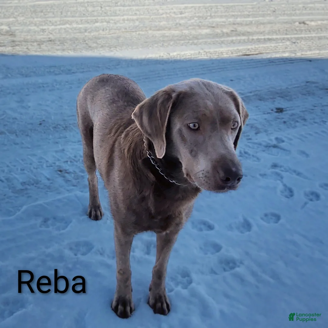 Labrador Retriever dogs for sale: Annie - Ad 4