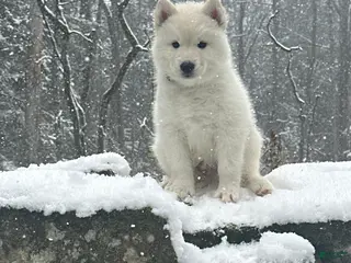 Siberian Husky dogs Boo - Ad 30