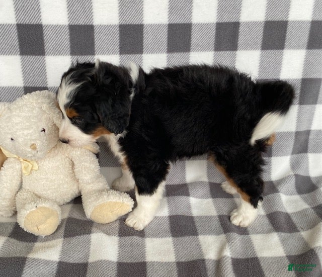 Mini Bernedoodle dogs Opal- mini/medium - Ad 2