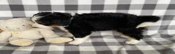 Mini Bernedoodle dogs for sale: Opal- mini/medium - Ad 2