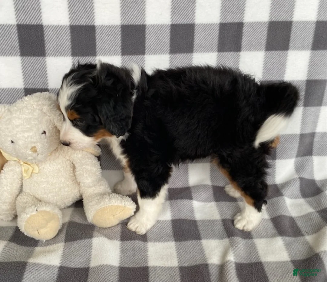 Mini Bernedoodle dogs for sale: Opal- mini/medium - Ad 2