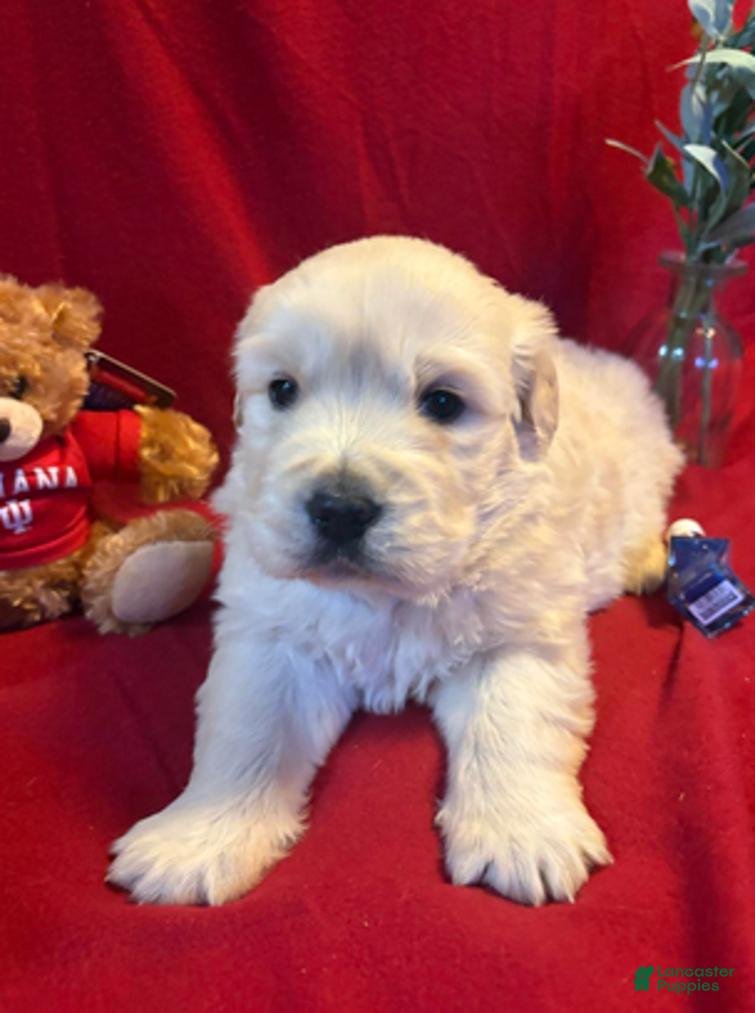 Golden Retriever dogs for sale: Madden - Ad 3