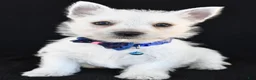 West Highland Terrier dogs for sale: Kobe - Ad 7