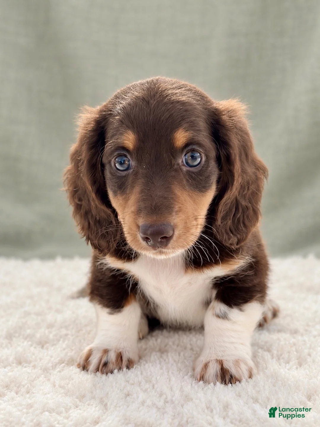 Miniature Dachshund dogs for sale: Miniature Dachshund 4 - Ad 1
