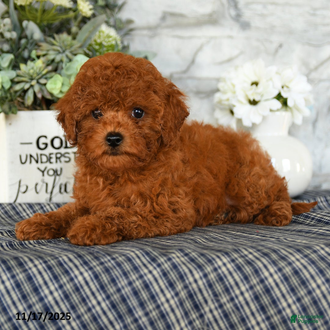 Miniature Poodle dogs for sale: Odyssey - Ad 1