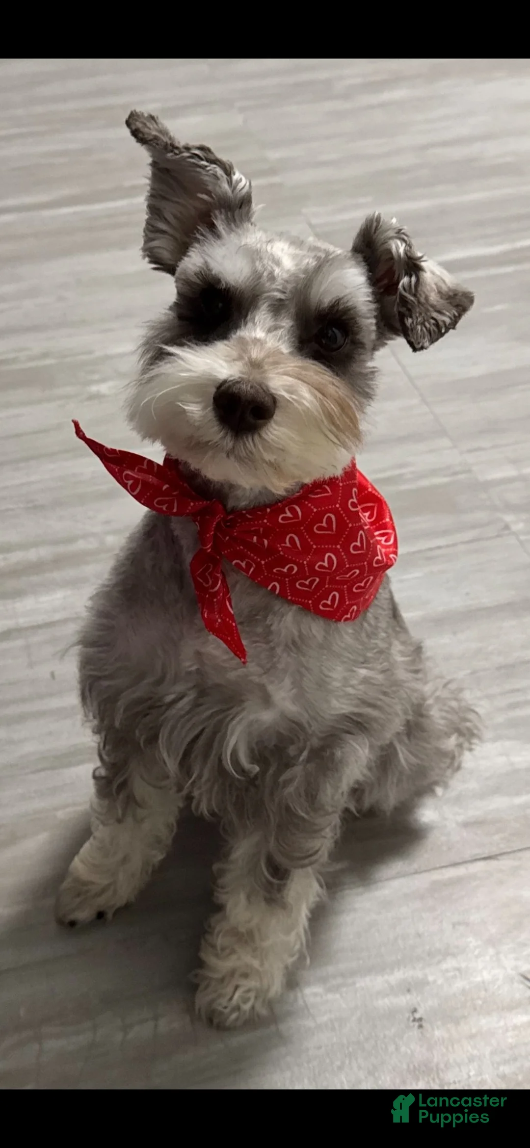 Miniature Schnauzer dogs for sale: Miniature Schnauzer 2 - Ad 2
