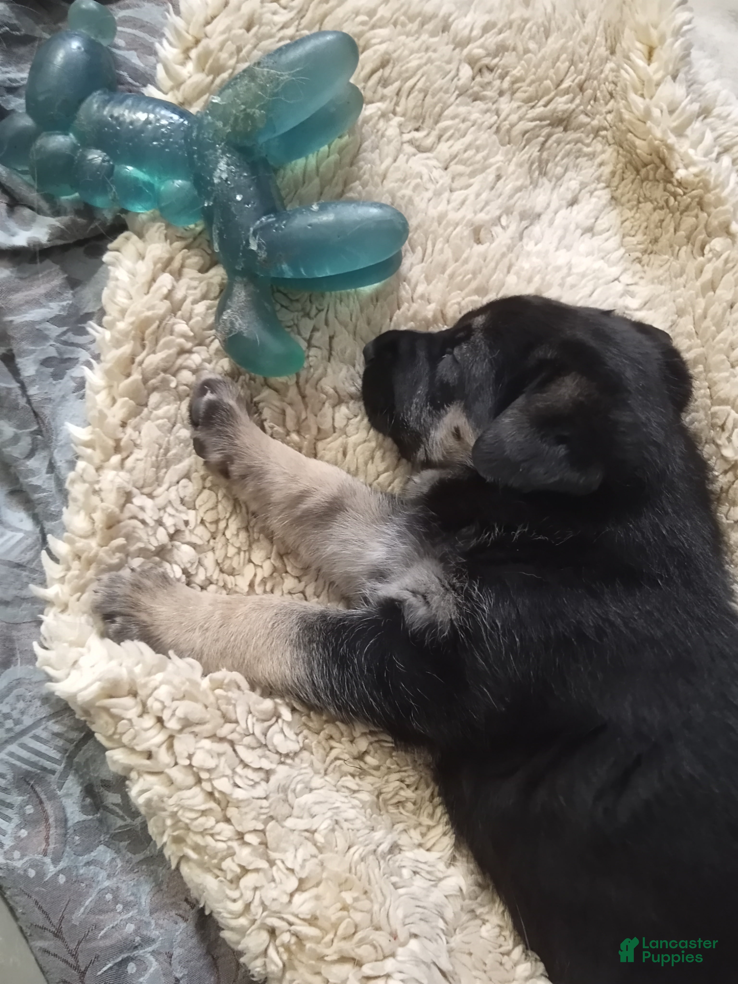 German Shepherd dogs Diamond - Ad 11