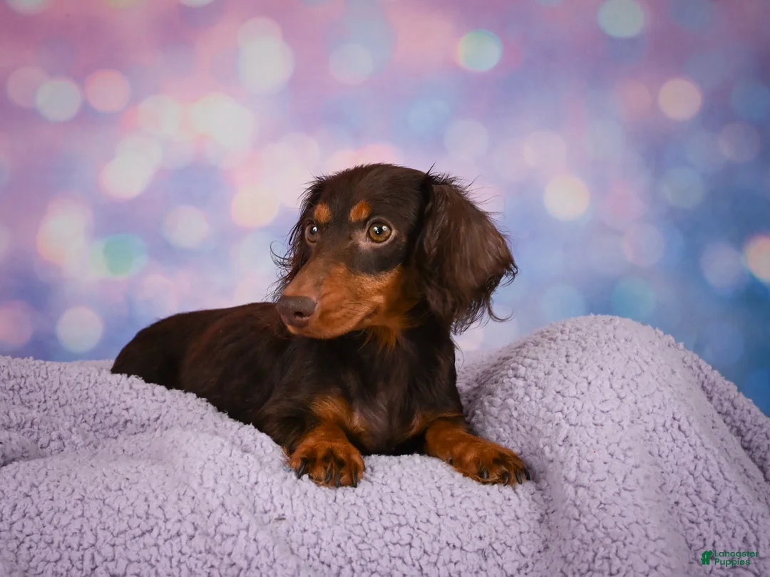 Miniature Dachshund dogs for sale: Simon - Ad 9
