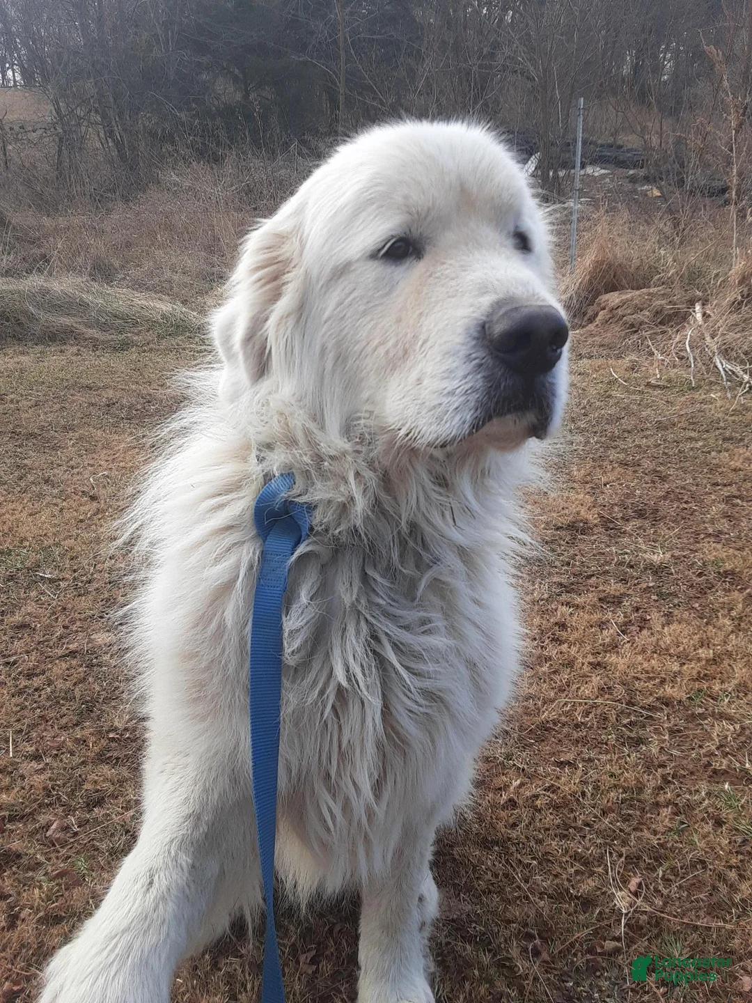 Great Pyrenees dogs for stud: Cooper - Ad 3