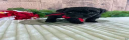 Mini Goldendoodle dogs for sale: Miss Waves - Ad 9