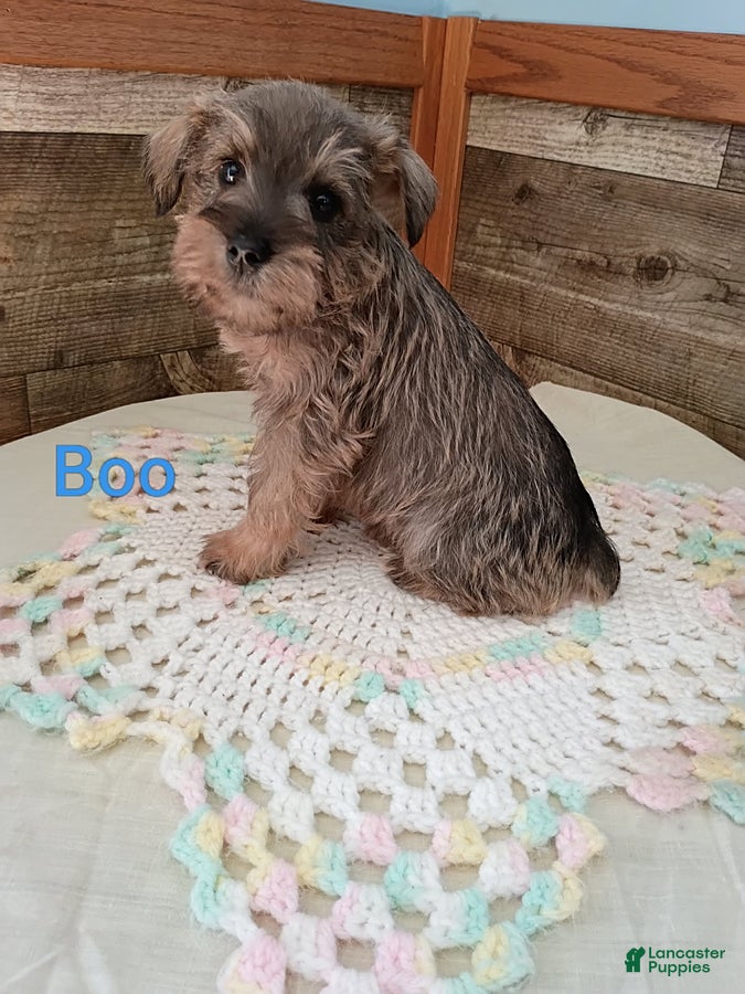 Boo (Miniature Schnauzer, Male) in Vermontville, MI