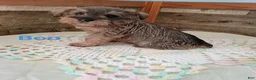 Miniature Schnauzer dogs for sale: Boo - Ad 1