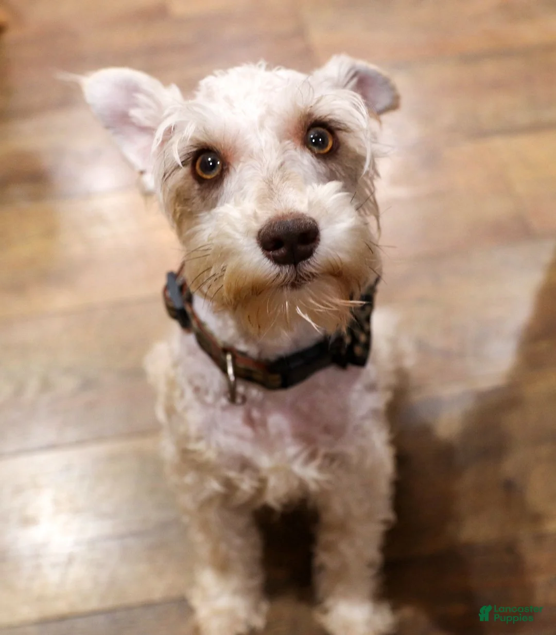 Miniature Schnauzer dogs for sale: Diesel - Ad 4