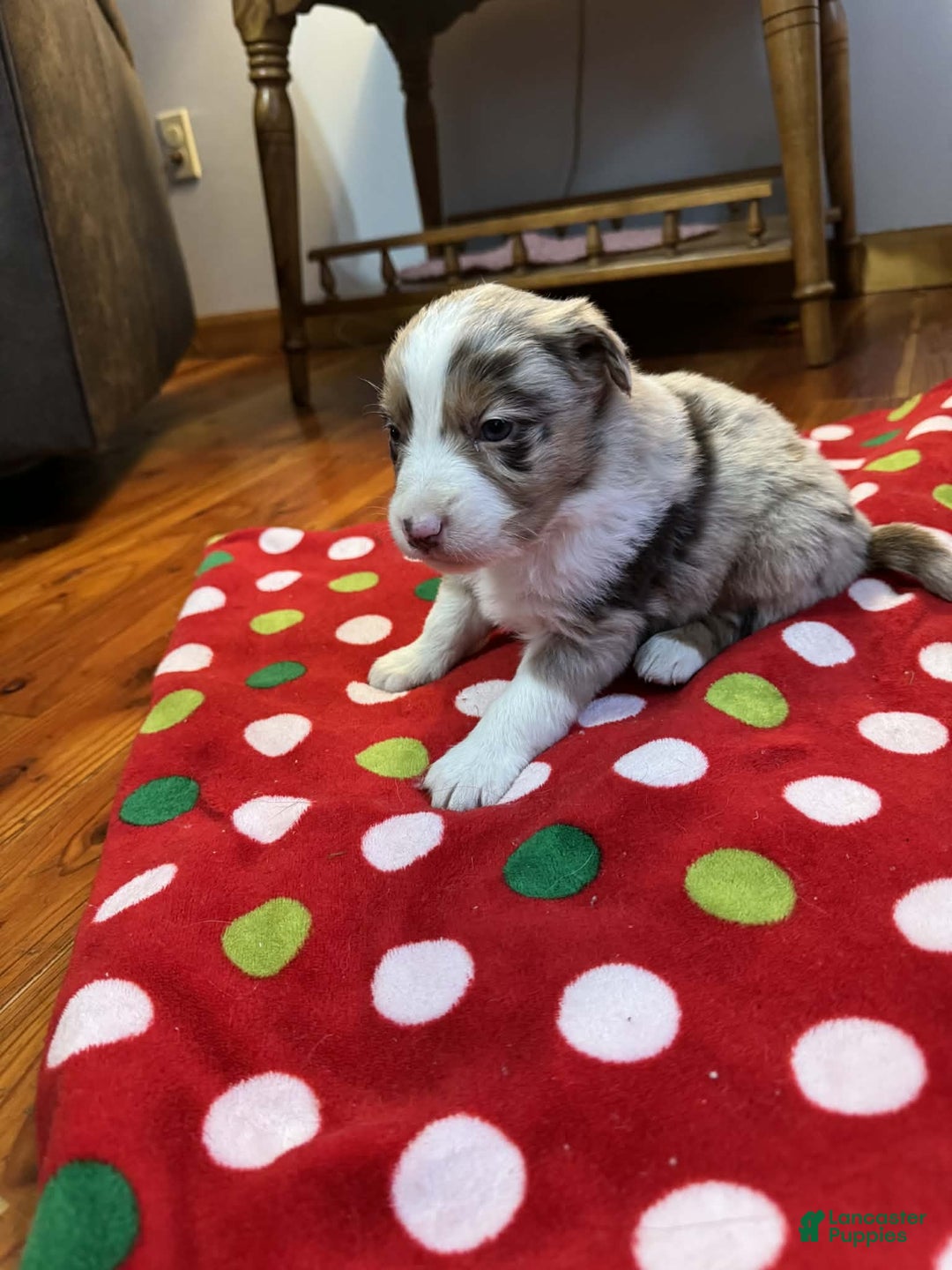 Australian Shepherd dogs for sale: Yukon - Ad 6