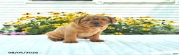 Mini Hippo dogs for sale: Missie - Ad 3