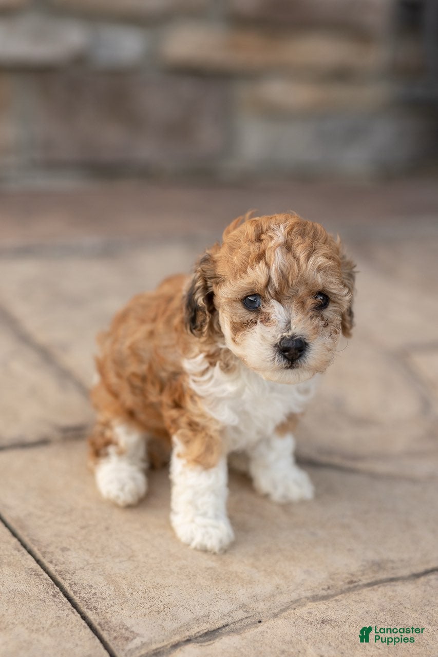 Bichpoo dogs for sale: Olive - Ad 2