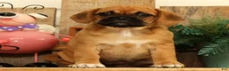 Puggle dogs for sale: Astrid - Ad 1