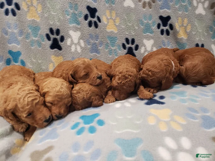 Gallery Image {{count}}