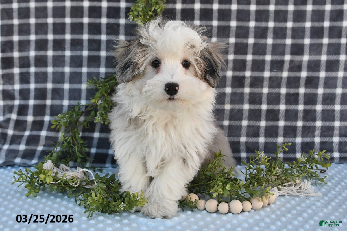 Havapoo dogs Emerson - Ad 1