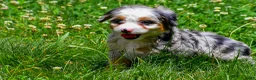Mini Aussiedoodle dogs for sale: Gunner - Ad 2