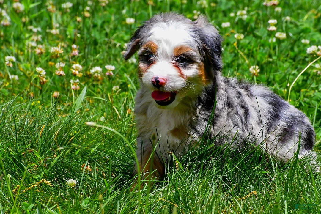 Mini Aussiedoodle dogs for sale: Gunner - Ad 2