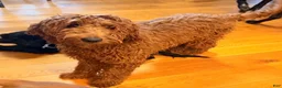 Irish Doodle dogs for sale: Irish Doodle Puppy 1 - Ad 4