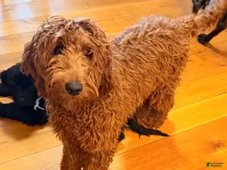 Irish Doodle dogs Irish Doodle Puppy 1 - Ad 4