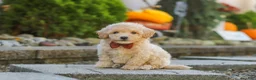 Maltipoo dogs for sale: Archie - Ad 7