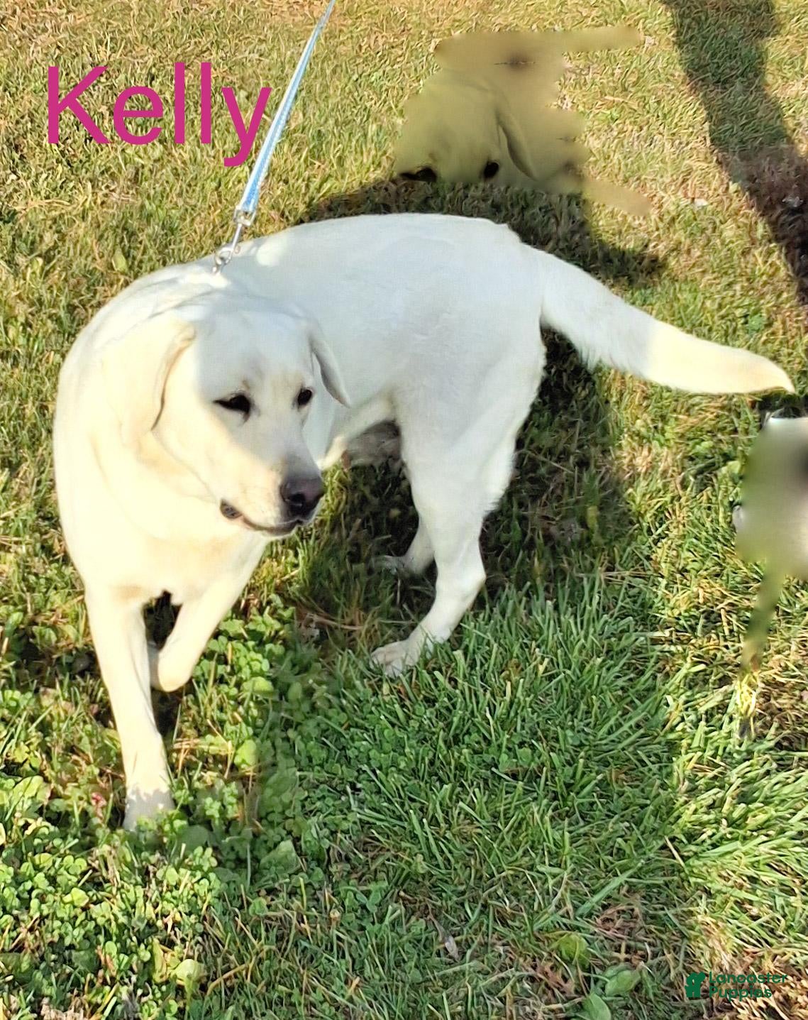 Labrador Retriever dogs for sale:  Kelly  - Ad 1