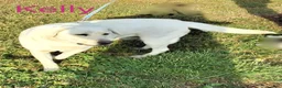 Labrador Retriever dogs for sale:  Kelly  - Ad 1